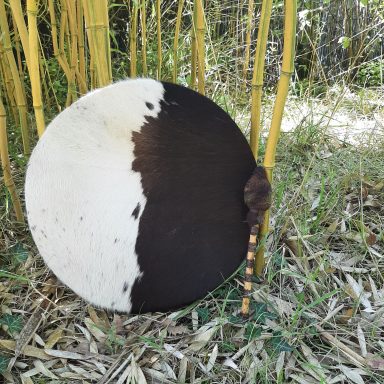 Peau de vache avec pelage